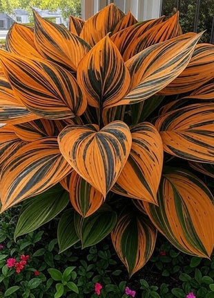 800 Rare Hosta Seeds – Lush Perennial Foliage for Stunning Landscapes