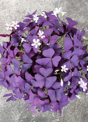 💜Purple Luck Oxalis Bulbs