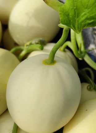 Lazy Melon Seeds