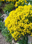100 Seeds / Yellow