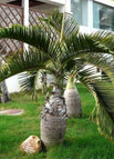 10 Pcs