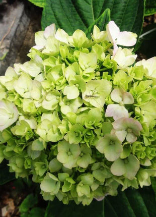 Hydrangea Seed: Unlock Nature's Beauty