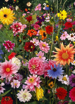 Perennial Flowers Seeds-Over 60 kinds mixed