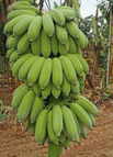 100 Seeds(🍌20% Off) / Green
