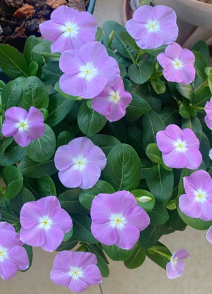 🌸Periwinkle—Blooms All Year Round