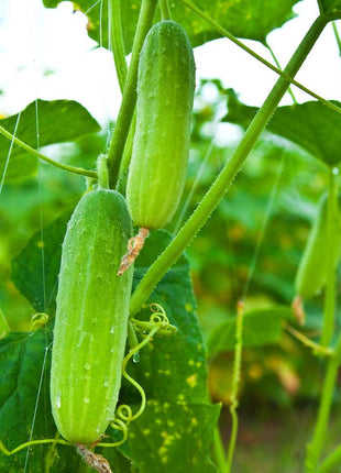 Fruit Cucumber Seeds