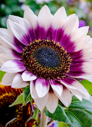 🌻50+ Mixed Color Sunflowers