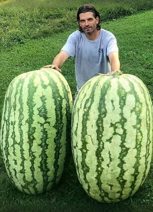 Giant Watermelons Seeds