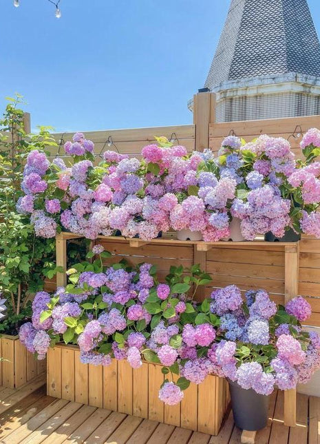 Hydrangea Flower Seeds 50 seeds Mixed Color Seeds Colorful Perennial Blooms for Outdoor Gardens Hardy and Low Maintenance Seeds for Beautiful Landscapes