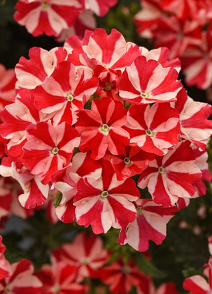 💐Garden Verbena Seeds
