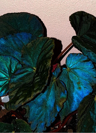Peacock Begonia - blue begonia