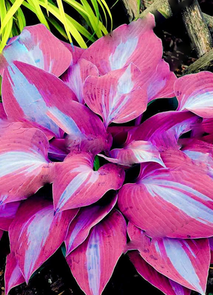 Mixed Hosta Perennials Flower Rare White Lace Lily Seeds