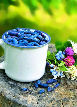 Egrow 50Pcs,100Pcs/Pack Lonicera Caerulea Fruit Seeds Home Garden Plants Honeyberry Blueberry Seeds