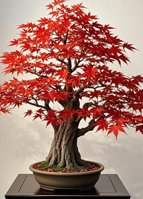 Red Japanese Maple Tree-10pcs Acer palmatum 'Bloodgood' Seeds – Deep Red Japanese Maple, Perfect for Pots, Patios & Bonsai