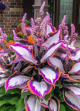 🔥Premium Rare Hosta Seeds🌿Shade-Tolerant Plant