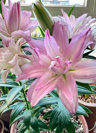 Lily Bulbs