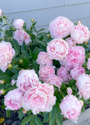🌺Chinese Peony Flower Seeds—Mixed Color Plants—Home Garden Flower Seeds