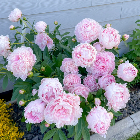 🌺Chinese Peony Flower Seeds—Mixed Color Plants—Home Garden Flower Seeds