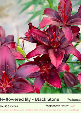 Lily Bulbs