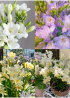 Mix Color / 15 Bulbs