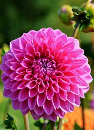 100Pcs Dahlia Bulb Flower Seeds Bonsai Flower