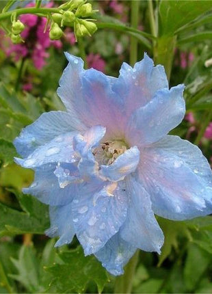 Smeraldo Flower