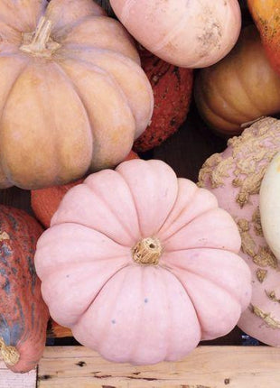 Pink Pumpkin Seeds