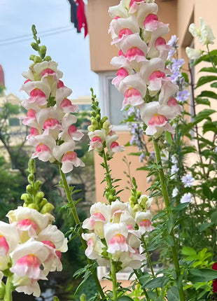 Dwarf Snapdragon  Seed Mixed