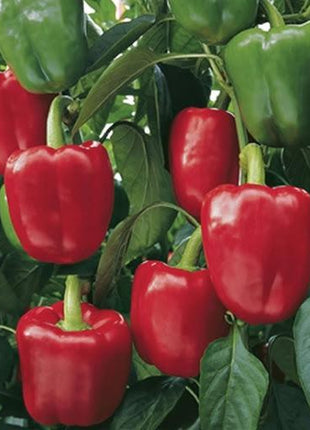 Pepper Sprinter F1 Organic