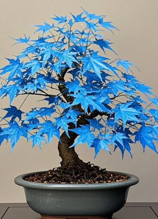10 Pcs Blue Maple Tree Seeds – Rare Ornamental Shade Tree with Unique Cool-Toned Foliage, Easy to Grow, Perfect for Gardens, Yards & Stunning Landscape Displays