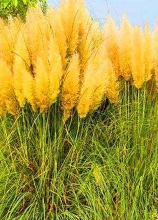 Pampas Grass Magic Garden Seeds
