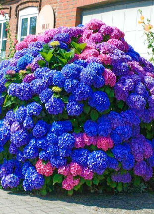 Hydrangea Seed Bonsai Flower Seeds Hydrangea Perennial Garden Home