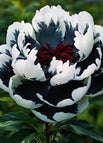 50 Seeds / White Black