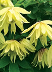 Yellow / 100 Seeds