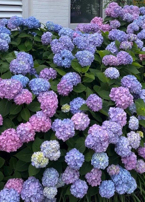 200pcs Mixed Hydrangea Seeds – Soft Pastel Blooms for Romantic Garden Corners & Pots