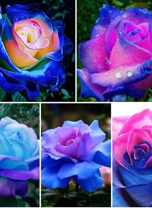 100 Pcs/Rare Bag Blue Pink Rose Seeds Scented  Plants  Flowers