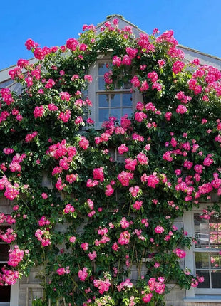 Climbing Rose Seeds