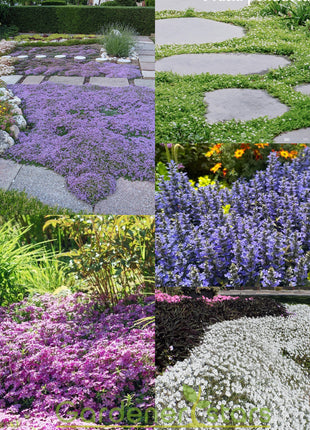 🌺Popular Groundcover Flowering Seeds🌈Colourful Carpet