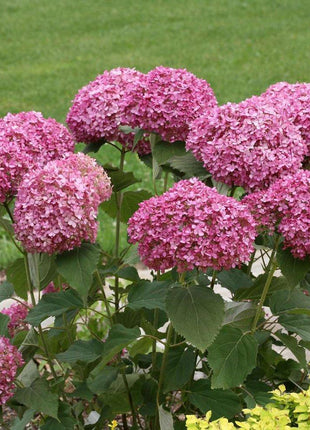 Hydrangea Seed Bonsai Flower Seeds Hydrangea Perennial Garden Home