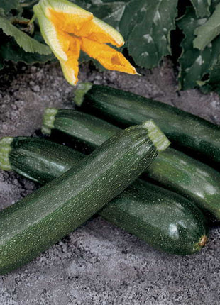 Squash Green Machine F1