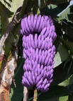 100 Seeds(🍌20% Off) / Purple