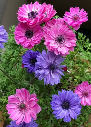 Anemone Seeds