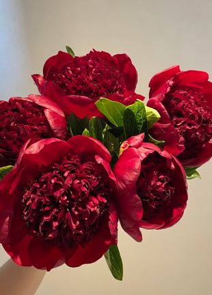 🌺Chinese Peony Flower Seeds—Mixed Color Plants—Home Garden Flower Seeds