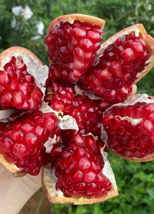 Soft Seeded Pomegranate Seeds