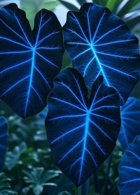 800PCS Hosta Flower Seeds for Planting – Exotic Leaf Colors, Ideal for Shade Gardens, Low Maintenance Perennial Plants for Home Landscaping, Borders, and DIY Projects