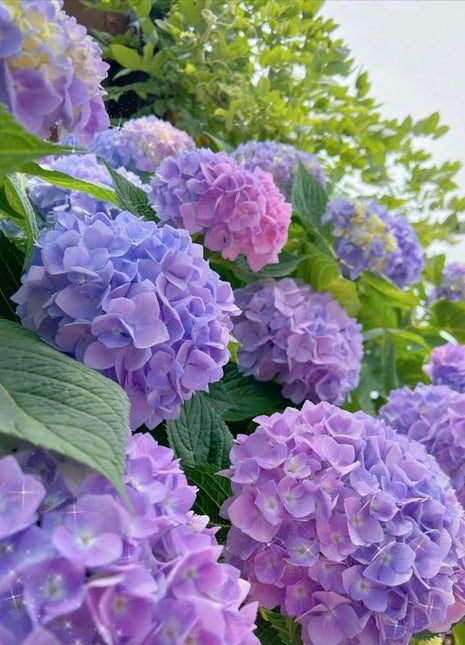 Hydrangea Seeds 50 seeds Mixed Color Seeds Stunning Perennial Flower Seeds for Gardeners Hardy Blooms Perfect for Landscaping and Garden Beautification