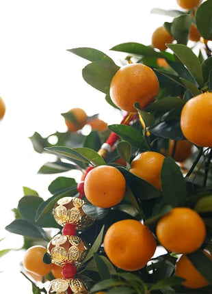 Kumquat Tree Seeds