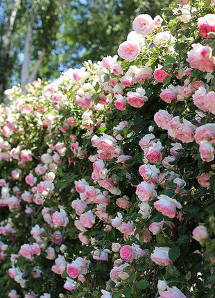 Climbing Rose Seeds