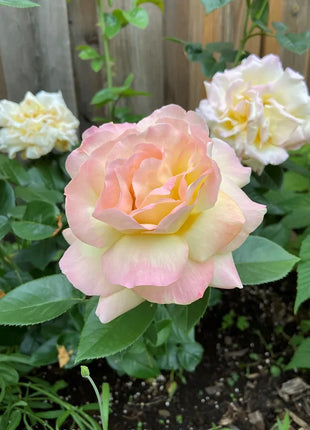 Peaceful Roses - The Messenger of Peace