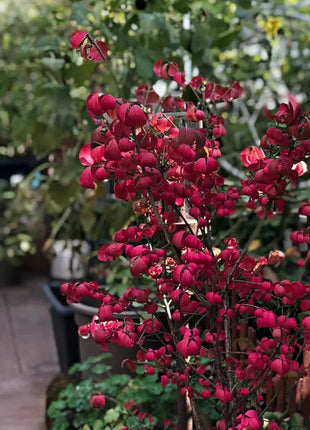 🔥Burning Bush
